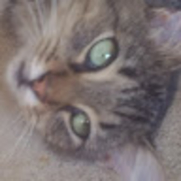 Meet your Posher, Gigi - Picture 1 of 1